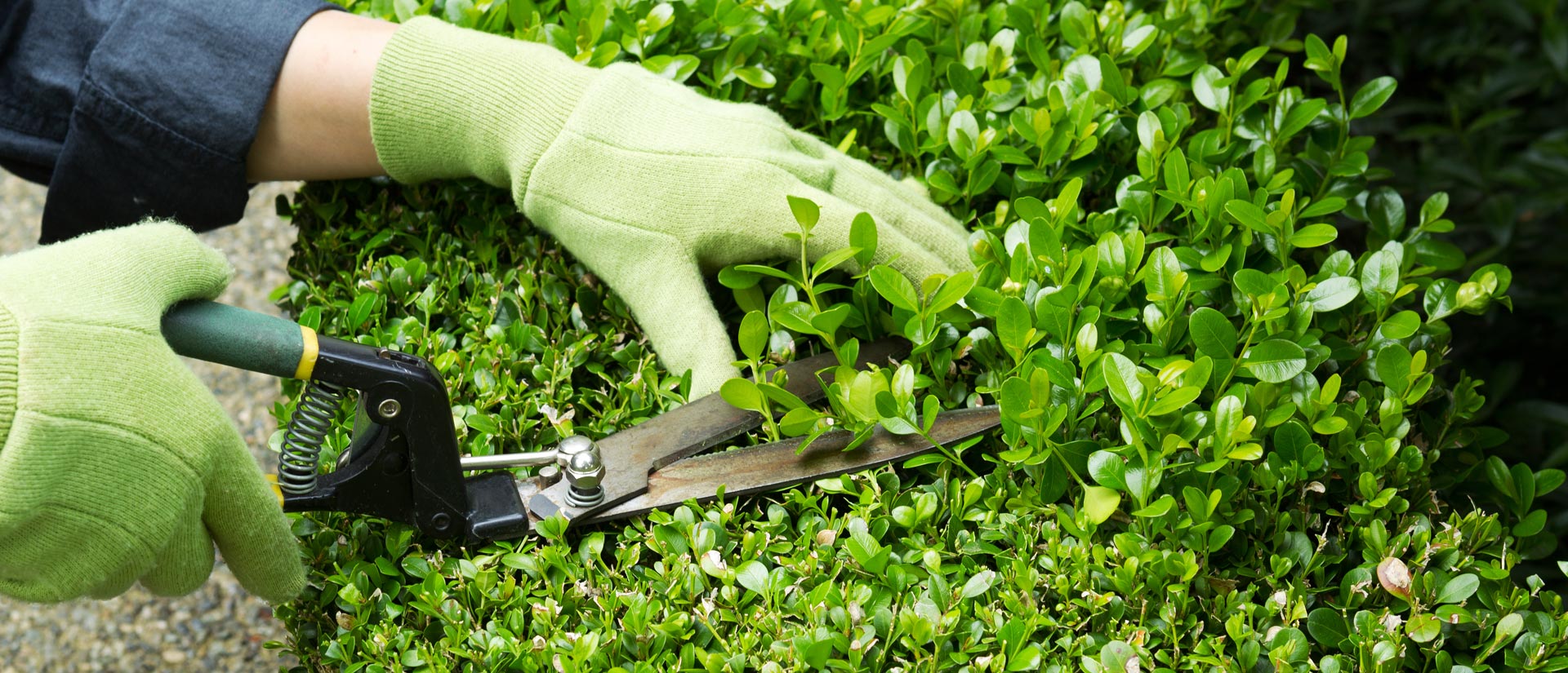 important-steps-involved-in-garden-maintenance-2.jpg