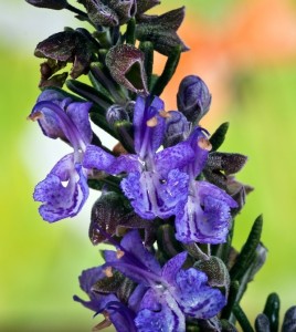 Rosemary Cottage Flower