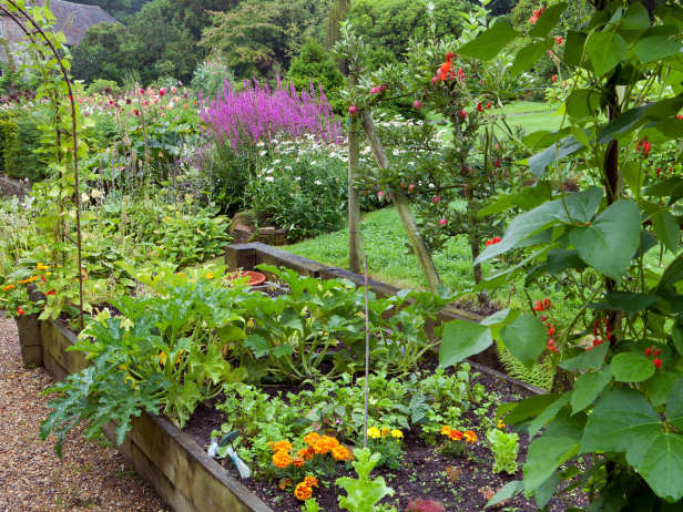 Backyard Garden Plot Yields Variety of Vegetables