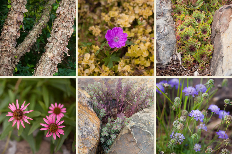 pond rock garden perennials