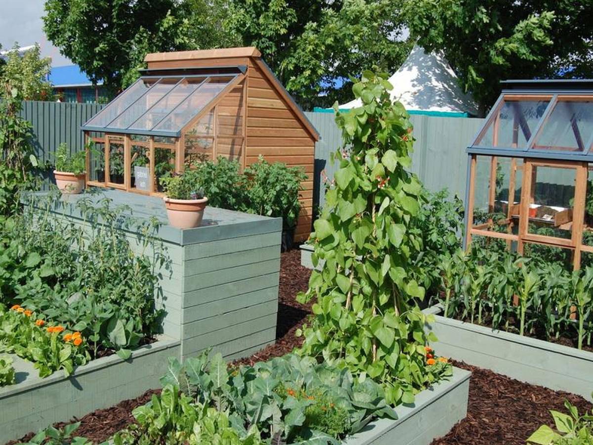 6 - vegetable garden plants