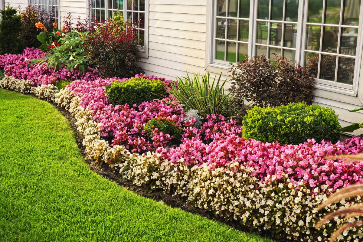 Flowerbed of colorful flowers