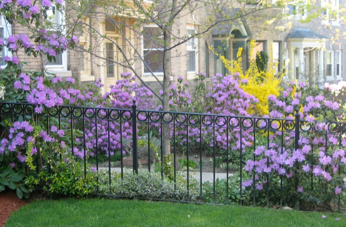 perennial garden border designs